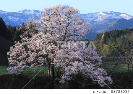 向野のエドヒガン桜 88783057
