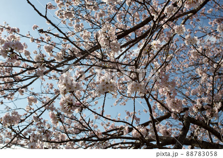 朝日を浴びて枝を縦横無尽に張り巡らせる満開の桜 朝日を浴びて枝を縦横無尽に張り巡らせる満開の桜 88783058