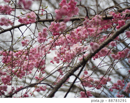 しだれざくら しだれざくら 88783291