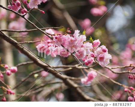 しだれざくら 88783297