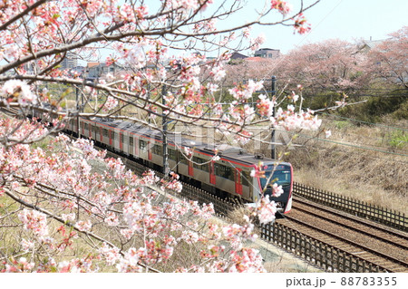 千葉県白井市付近北総線を通る都営地下鉄浅草線の新型車両5500形電車と満開のさくら 88783355