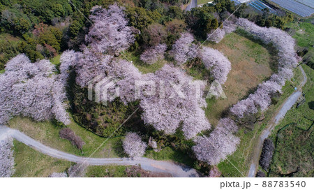 『桜』日野江城跡　潜伏キリシタン関連遺産 88783540