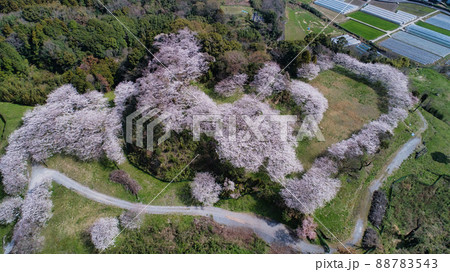 『桜』日野江城跡 潜伏キリシタン関連遺産 『桜』日野江城跡 潜伏キリシタン関連遺産 88783543