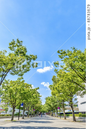 東京渋谷の都市風景　夏の代々木公園 88783679