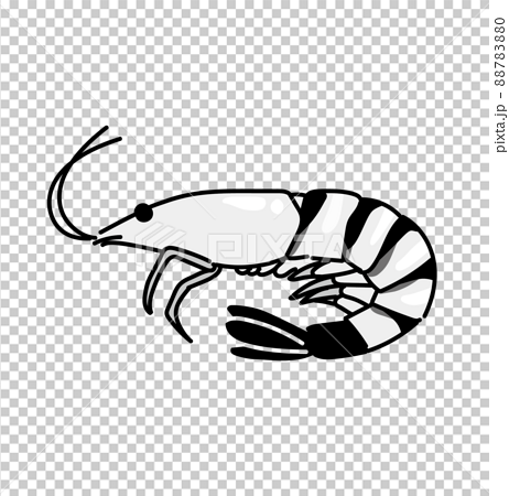 shrimp cartoon black and white