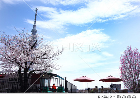 桜とスカイツリーと味わい深いコーヒーと心和ませてくれる、隅田川沿いのステキな喫茶店 桜とスカイツリーと味わい深いコーヒーと心和ませてくれる、隅田川沿いのステキな喫茶店 88783925