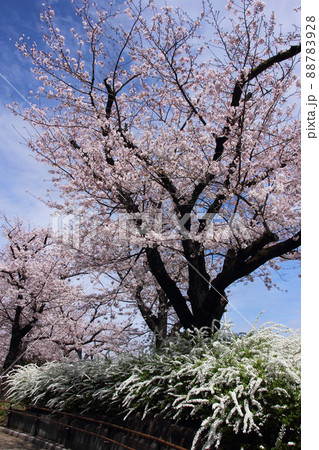 桜の花の色と競うような雪やなぎの白さは私達を楽しませてくれる。春は今ここに 桜の花の色と競うような雪やなぎの白さは私達を楽しませてくれる。春は今ここに 88783928