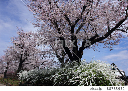 桜のピンクと雪やなぎの白さ、春は一度に訪れて去って行く。隅田川沿いの公園を散歩する 88783932