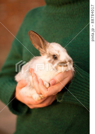 woman holds a small rabbit woman holds a small rabbit 88784017