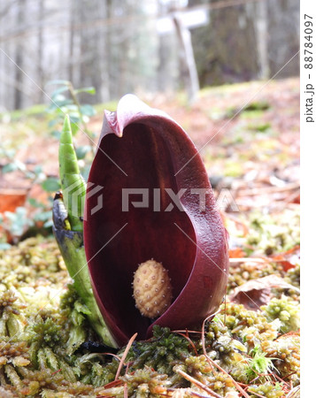 ザゼンソウ（座禅草） 88784097