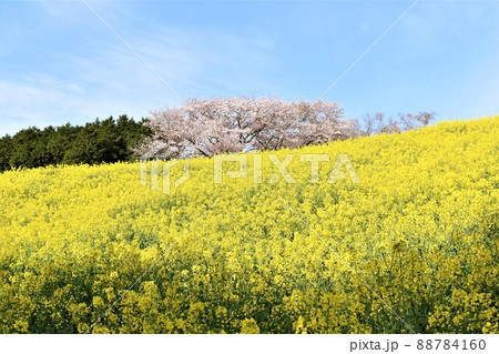 諫早菜の花絨毯 諫早菜の花絨毯 88784160