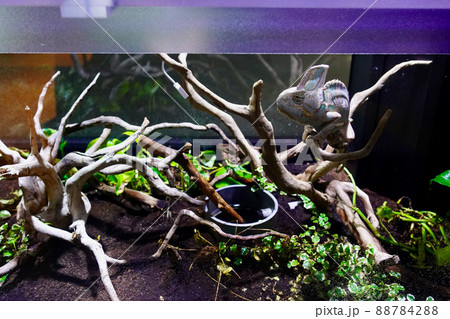 カメレオン 88784288