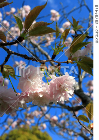 鎌足桜(木更津市) 88784438