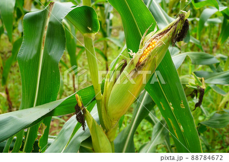 fresh corn organic on agricultural field 88784672