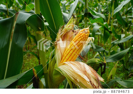 fresh corn organic on agricultural field fresh corn organic on agricultural field 88784673