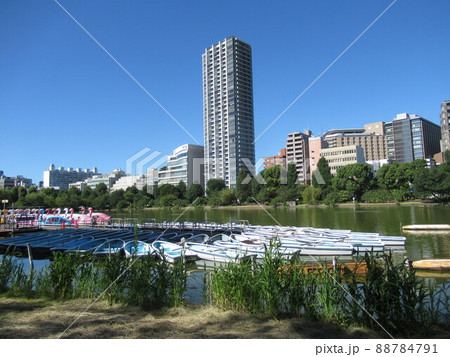 上野公園の不忍池付近 88784791