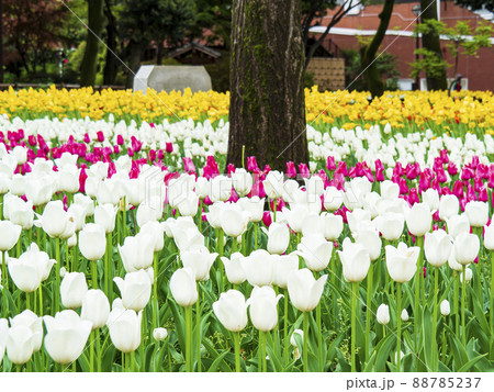 横浜市のシンボル横浜公園のチューリップ 横浜市のシンボル横浜公園のチューリップ 88785237