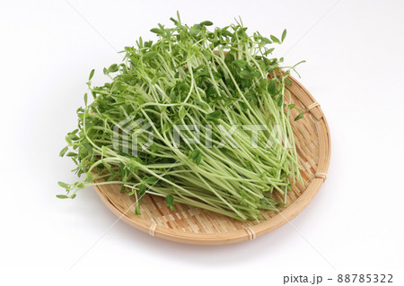 ザルに載せた豆苗 ザルに載せた豆苗 88785322