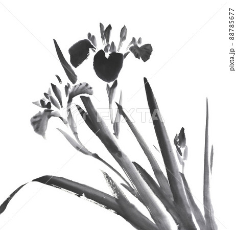 満開の花と蕾の花菖蒲　水墨画イラスト 88785677