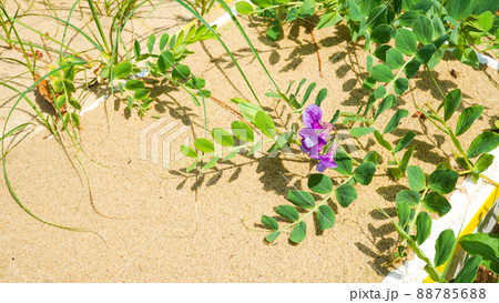 砂浜の植物 88785688