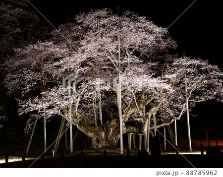 岐阜県本巣市根尾谷の薄墨桜 88785962