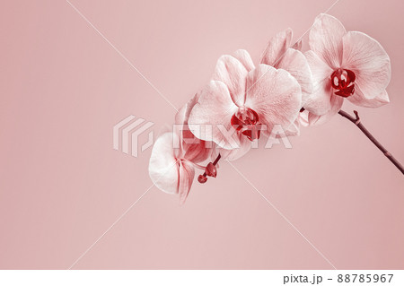 Pink floral background with orchid flowers, copy space Pink floral background with orchid flowers, copy space 88785967