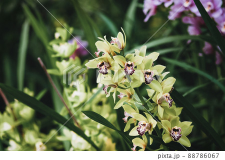 Various types of Cymbidium orchids blooming in orchid garden Various types of Cymbidium orchids blooming in orchid garden 88786067