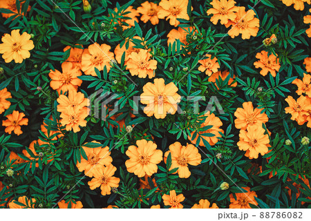 French marigolds flowering in the garden, natural floral background, overhead shot 88786082