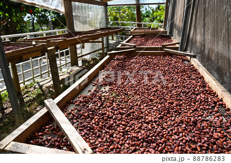 種 種子 タネ 88786283