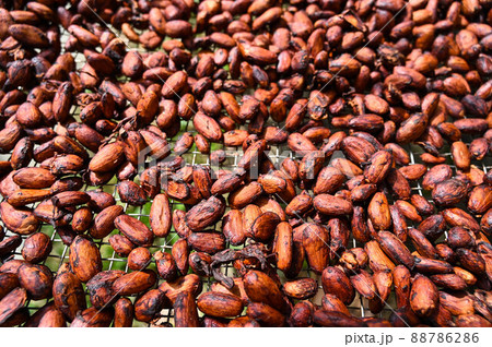 カカオの実 ココナッツ ココア 88786286