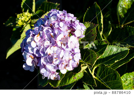 Violet color of Hydrengea flowerwith green leaf background 88786410