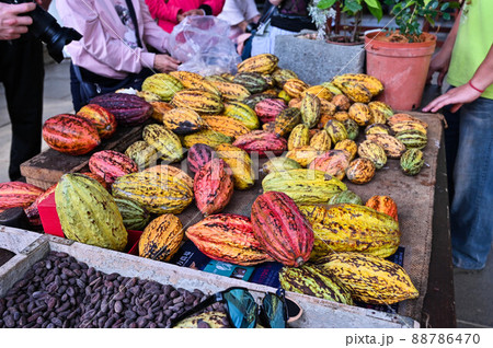 ココナッツ ココア カカオ 88786470