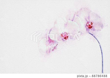 Pink floral background with orchid flowers, copy space 88786488