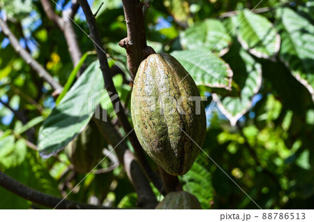 植物 工場 プランツ 88786513