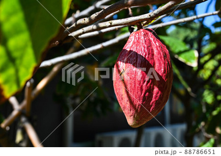 ココナッツ ココア カカオ 88786651