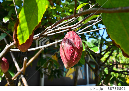 植物 工場 プランツ 88786801