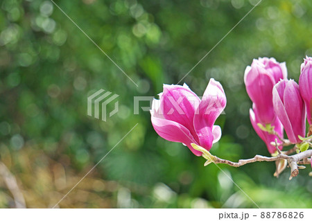 紫紅色のシモクレンの花（春、三月） 88786826