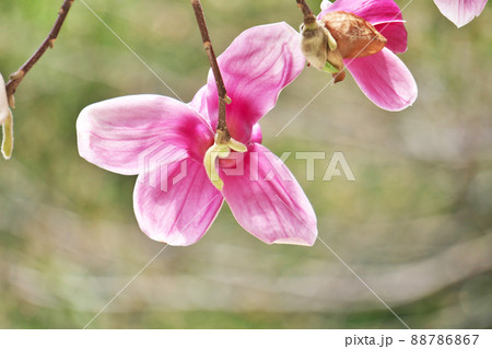 紫紅色のシモクレンの花(春、三月) 紫紅色のシモクレンの花(春、三月) 88786867