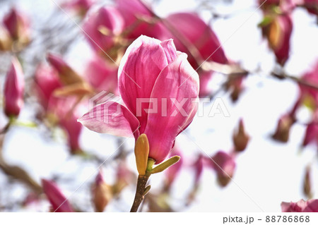 紫紅色のシモクレンの花(春、三月) 紫紅色のシモクレンの花(春、三月) 88786868