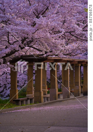 明石公園　桜とギリシャ風の建物 88786878