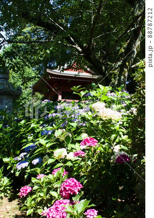 赤い鐘楼と紫陽花 行方市観音寺の写真素材 赤い鐘楼と紫陽花 行方市観音寺の写真素材