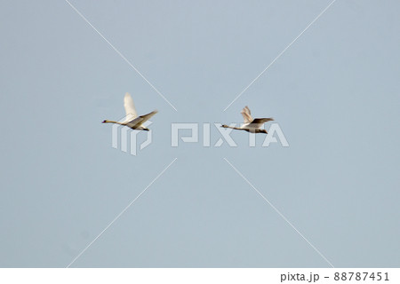 Two white swans are flying across the blue sky. Two white swans are flying across the blue sky. 88787451