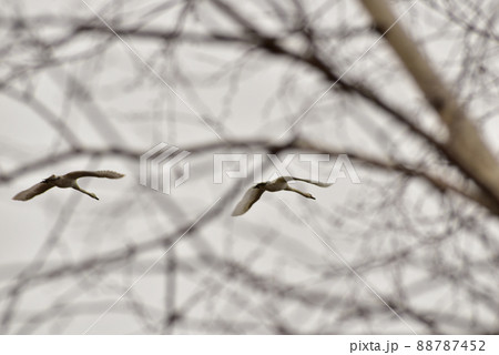Two white swans are flying over the trees. 88787452
