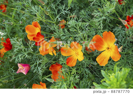 Beautiful orange flower on background of the green herb 88787770