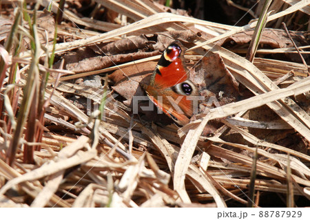 クジャクチョウ 孔雀蝶 越冬する蝶 クジャクチョウ 孔雀蝶 越冬する蝶 88787929