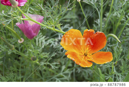 Beautiful orange flower on background of the green herb 88787986
