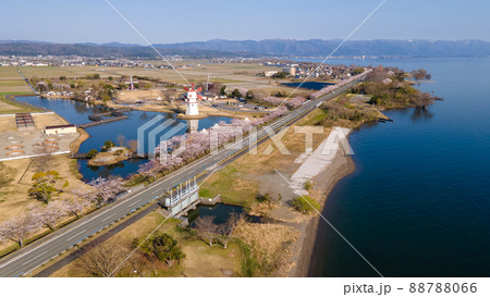 滋賀県高島市新旭町の風車街道と琵琶湖と桜並木 滋賀県高島市新旭町の風車街道と琵琶湖と桜並木 88788066
