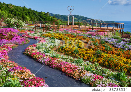 夢追い長島花フェスタ会場の花壇の写真素材 7534