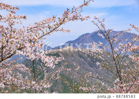 桜満開に咲く立雲峡から望む竹田城跡 桜満開に咲く立雲峡から望む竹田城跡 88788583