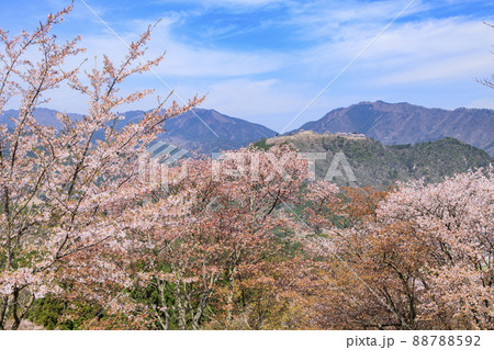 桜満開に咲く立雲峡から望む竹田城跡 88788592